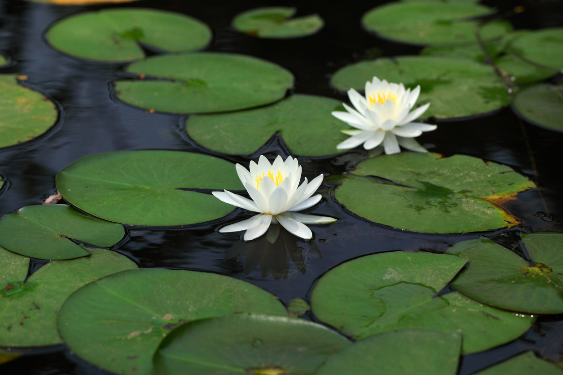 White Lotus Flowers