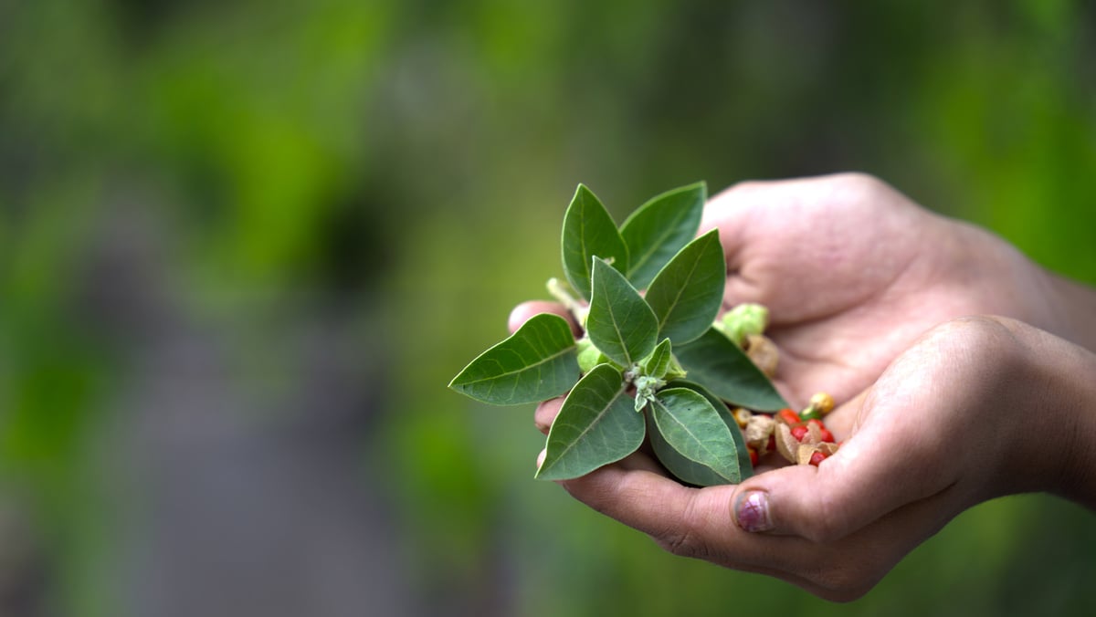 Ashwagandha OR Indian Ginseng is an Ayurveda medicine in stem and powder form